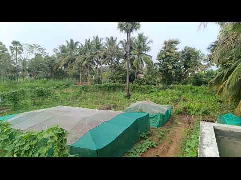 DRG seeds garden view