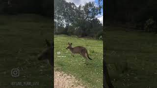 Love Australia nature 🩷　#オーストラリア旅行 #オーストラリア