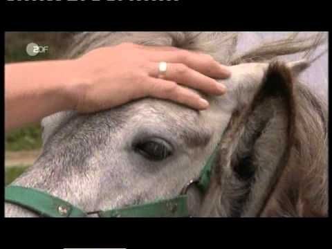 Michael Hirte  "Winnetou"