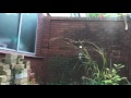 Elmo Jumps Off A Wall