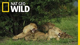 מלכות הצפון מתכוננות לעלייה | ממלכת הפרא: המרד