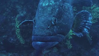 La cité des Mérous sombres