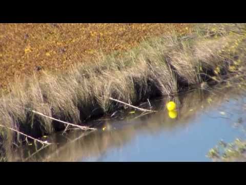 Airforce Condor takes balloons @185yrds (168m)