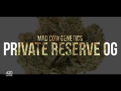 Private Reserve OG by Mad Cow Genetics Strain Review | 420 Central