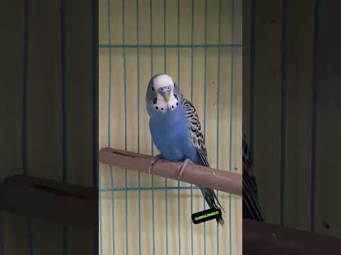 Happy budgie chirping sounds #rbnbirds #budgieslife #parakeet #shorts