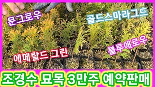 조경수 묘목 3만주 선착순 예약판매합니다 문그로우,에메랄드그린,골든스마라그드,블루애로우(블루에로우),블루엔젤…