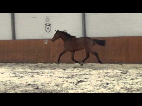 Cascadello I - Landgraf I  - Stute *2013