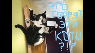 Приколы с котами самые смешные кошки