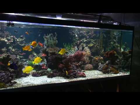 New Reef Tank May 09 - Stuart Bertram PRESS HD BUTTON