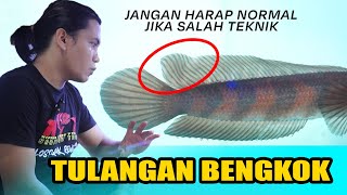 Download lagu GAK NYAMPEK 1 MENIT MENGATASI TULANGAN IKAN CHANNA BENGKOK mp3