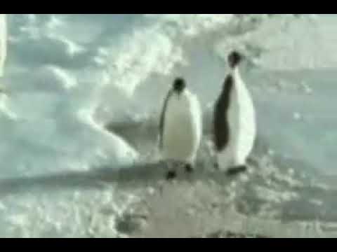 Kushagra funny videos