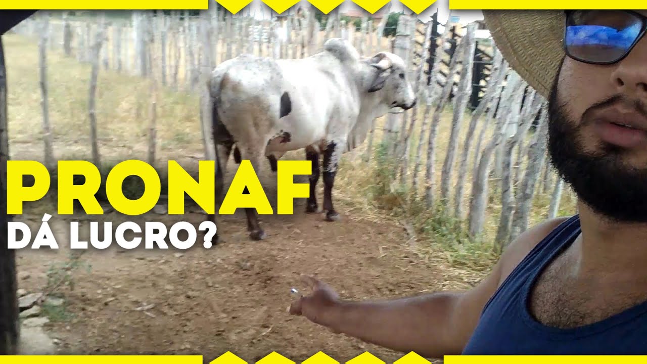 CRÉDITO RURAL COMPENSA? PRONAF DÁ LUCRO? veja minha experiência...