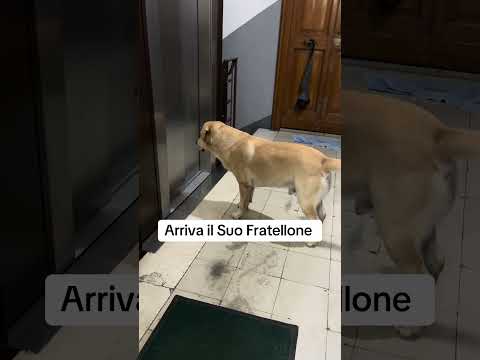 Arriva il Suo Fratellone