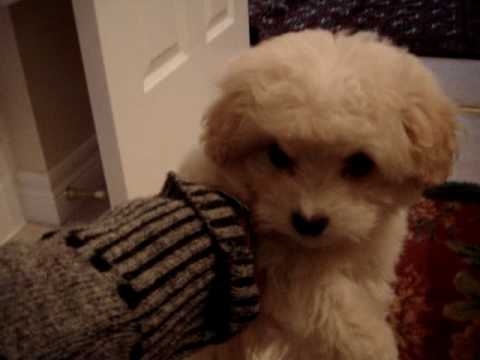 Chico at 6 weeks old