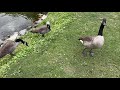 Feeding Wild Geese