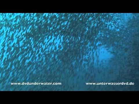 Tauchen mit Fuchshaien, Moalboal/BlueAbyssDiveShop,Philippinen