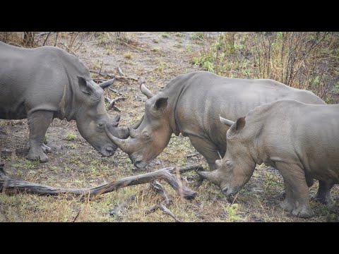 Walking with WILD RHINOS. James meets the Rhino Whisperer
