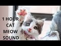 Cat Meow Sound 1 Hour Cat Meowing Sound