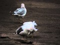 Ring Billed Gulls Ads