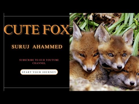 All About Foxes for Kids: Animal Videos for Children - #freeschooling #foryou