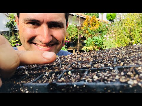 COMO GERMINAR SEMENTE DE ALFACE FACILMENTE