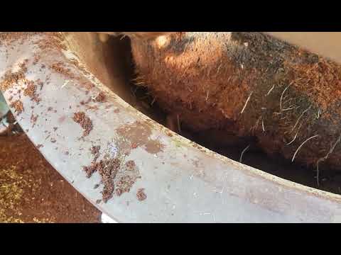 Cách thay phân cho cây mai vàng bị úng nước