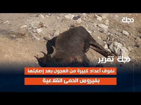 فيديو | نينوى.. نفوق أعداد كبيرة من العجول بعد إصابتها بفيروس الحمى القلاعية