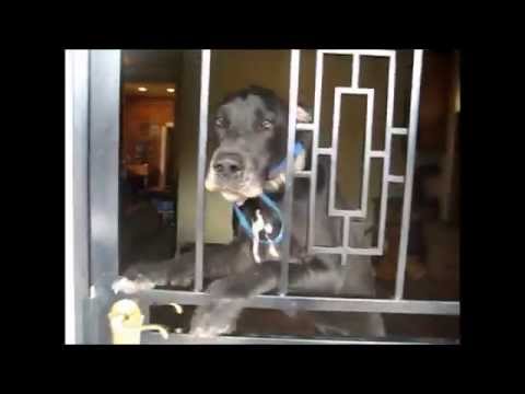 Charlie's Walkers video.