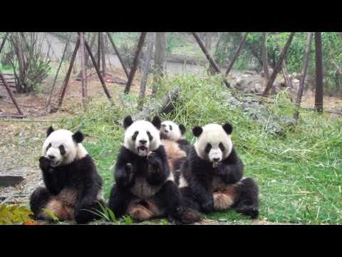 The Classic: Sneezing Baby Panda