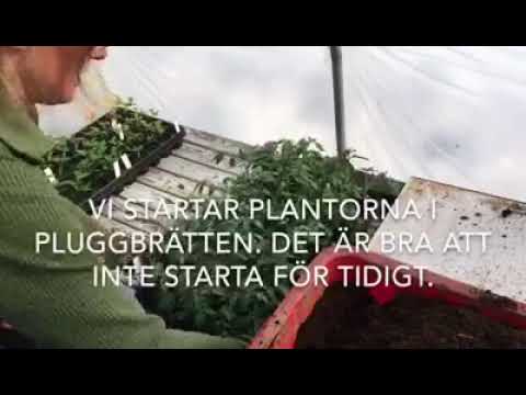 Omskolning av tomater