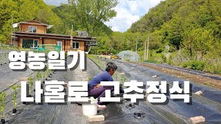 내가 보려고 만든 영농일기. 고추정식 이게 뭡니까??? 멀칭닥터.
