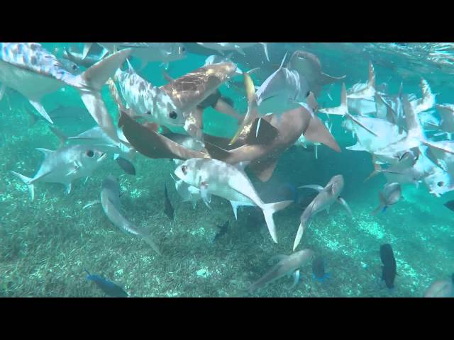 Snorkeling in Belize - Hol Chan Marine Reserve and Shark Ray Alley - July 2015