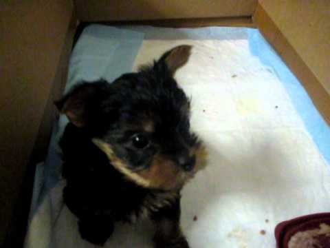 Yorkie puppy Charlie - rescued and being fostered
