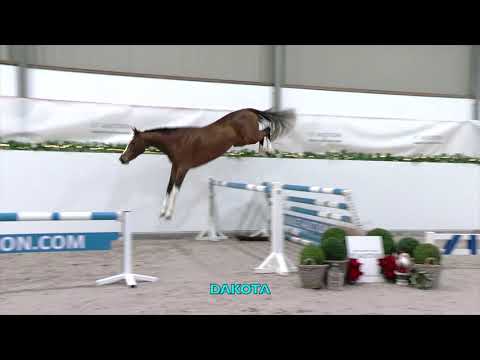 Dakota (Diamant de Plaisir x Burggraaf) - Mare - 2018