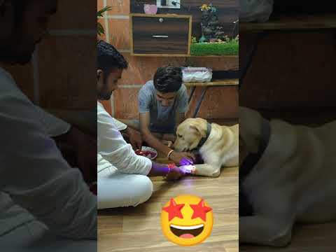 Tom And Jerry || This Rakshabandhan With My Pet Dog SANDY || Video Credit to Joginder
