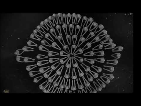 Mieke Miami - The Ambassador of Love