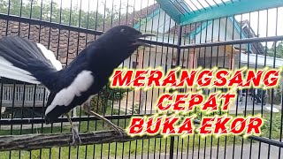 Download lagu kacer ngeplong merangsang kacer lain cepat buka ekor mp3 Download lagu kacer ngeplong merangsang kacer lain cepat buka ekor mp3