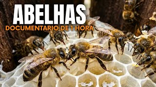A Guerra das Abelhas Gigantes – Documentário