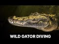WILD GATOR DIVE
