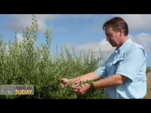 download lagu mp3 mp4 Texas Olive Oil, download lagu Texas Olive Oil gratis, unduh video klip Texas Olive Oil