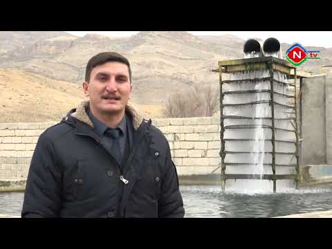 Bərəkət - 26.12.2022