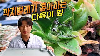 깍지벌레가 좋아하는 다육이 특성! - 이런 다육이 충해피해 조심하세요!(succulent gardenning…