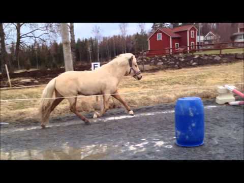Urta från Allemansängen löshoppar
