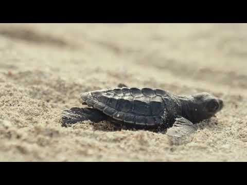 Introducing Lost Years - the rum brand devoted to saving endangered sea turtles