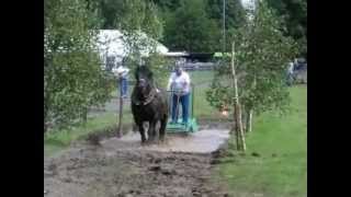 Fête du cheval, Hargnies 