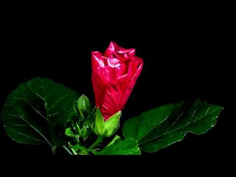 Flowers For My Julie Anne