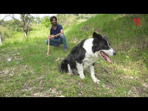 Border Collie Sheepdog Manuel Della Libera Testimonial Dogbauer