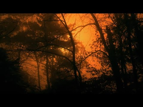 W tym lesie rozbił się statek kosmiczny! [Nowi badacze UFO]