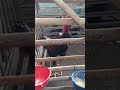 Magon Botak Vs Phakoy Hitam