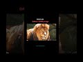 3 Extinct Lions List Largecats Viralvideo